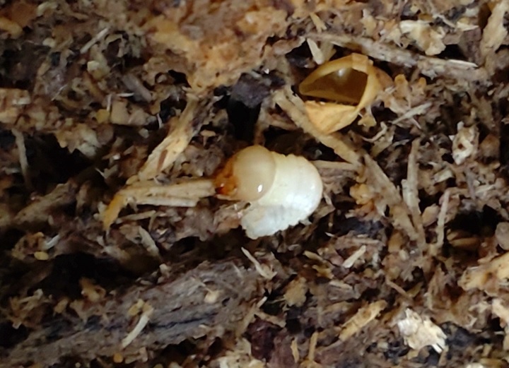 オオクワガタ野外確保-2世代目の幼虫 孵化直後（A-12）_2023年4月9日